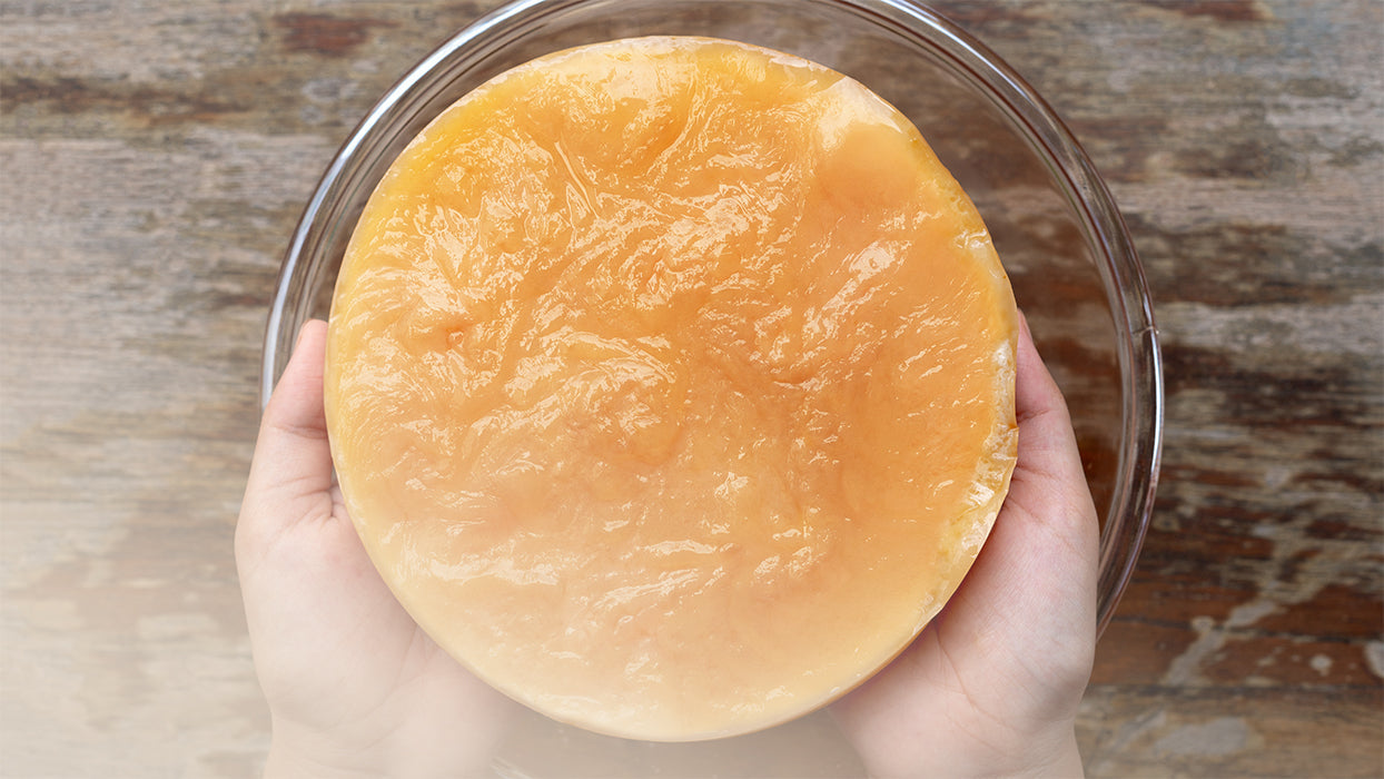 Scoby wird von zwei Haenden ueber Glasschuessel gehalten Holzhintergrund